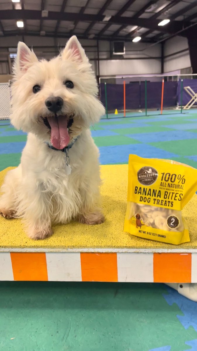Brockie is UNSTOPPABLE when fed #WholesomePride Banana Bites 😉

(📸: brockie0000)
#WholesomePride #RaisetheWoof #DogsofTwitter
