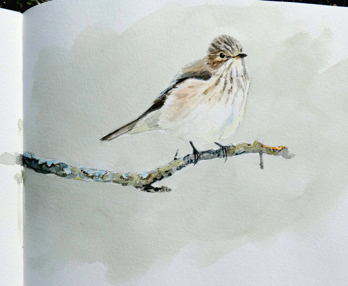 BTO BBS, spotted flycatcher and swift and house martin diaries.
Blog at
jonathanpomroy.co.uk