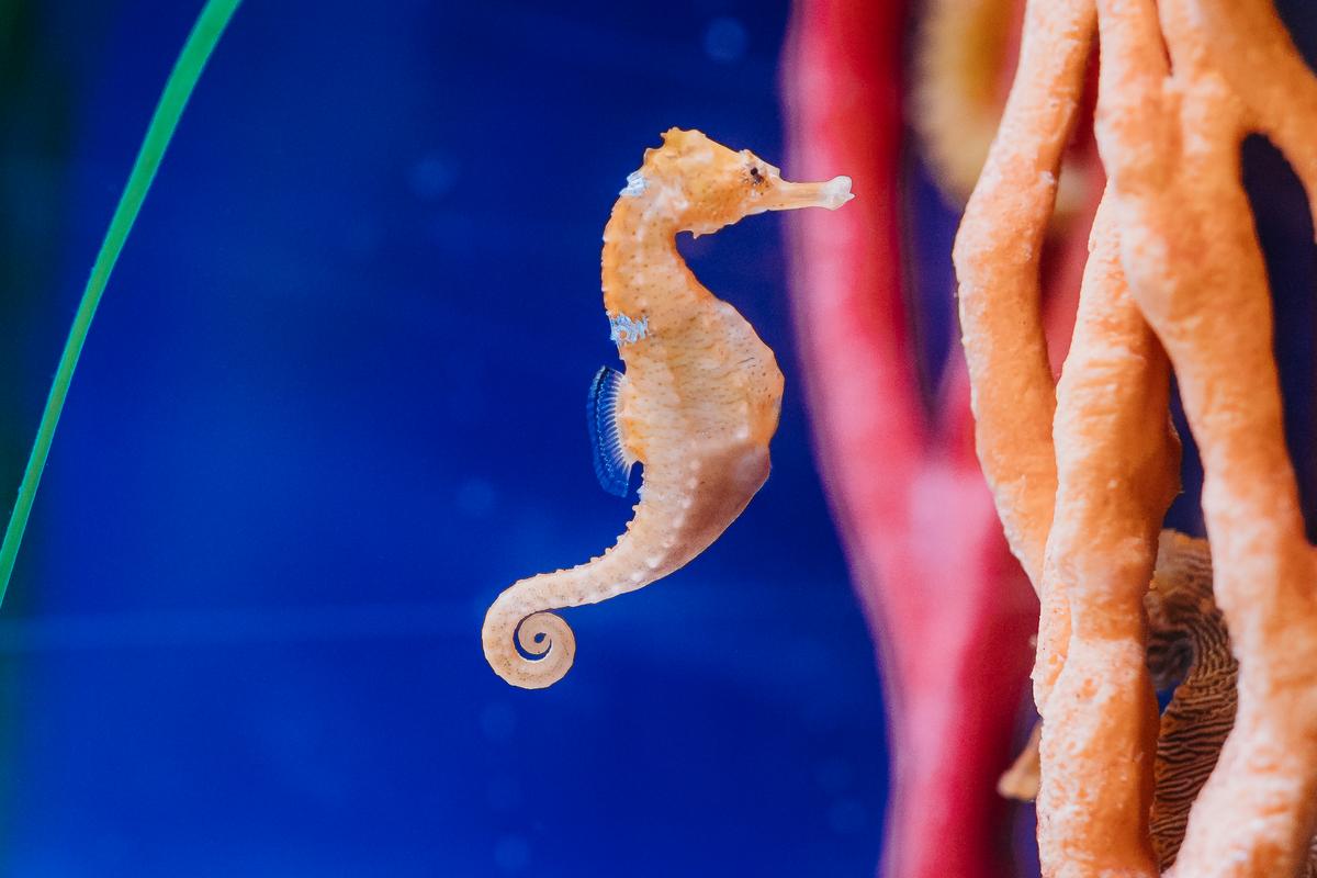 DYK? Seahorses have a prehensile tail, used to attach to substrates like seagrasses. What these animals lack in strong swimming skills they make up for with tail strength!