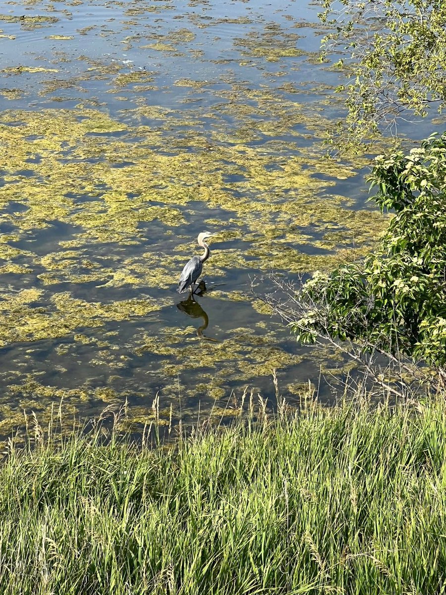 lautterback33's tweet image. Oh — how great it is to begin the day embracing the beauty of nature @lake_cunningham! As my walk ended, I came across a senior couple who were enjoying time together painting under a tree! I chatted with them for a minute and they were delightful. #liveyourlife