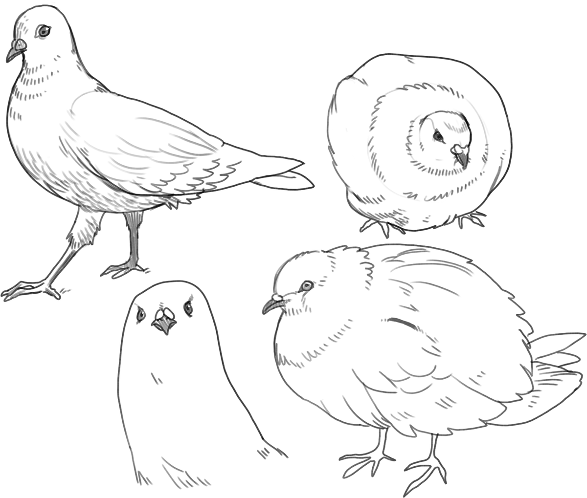 🕊️