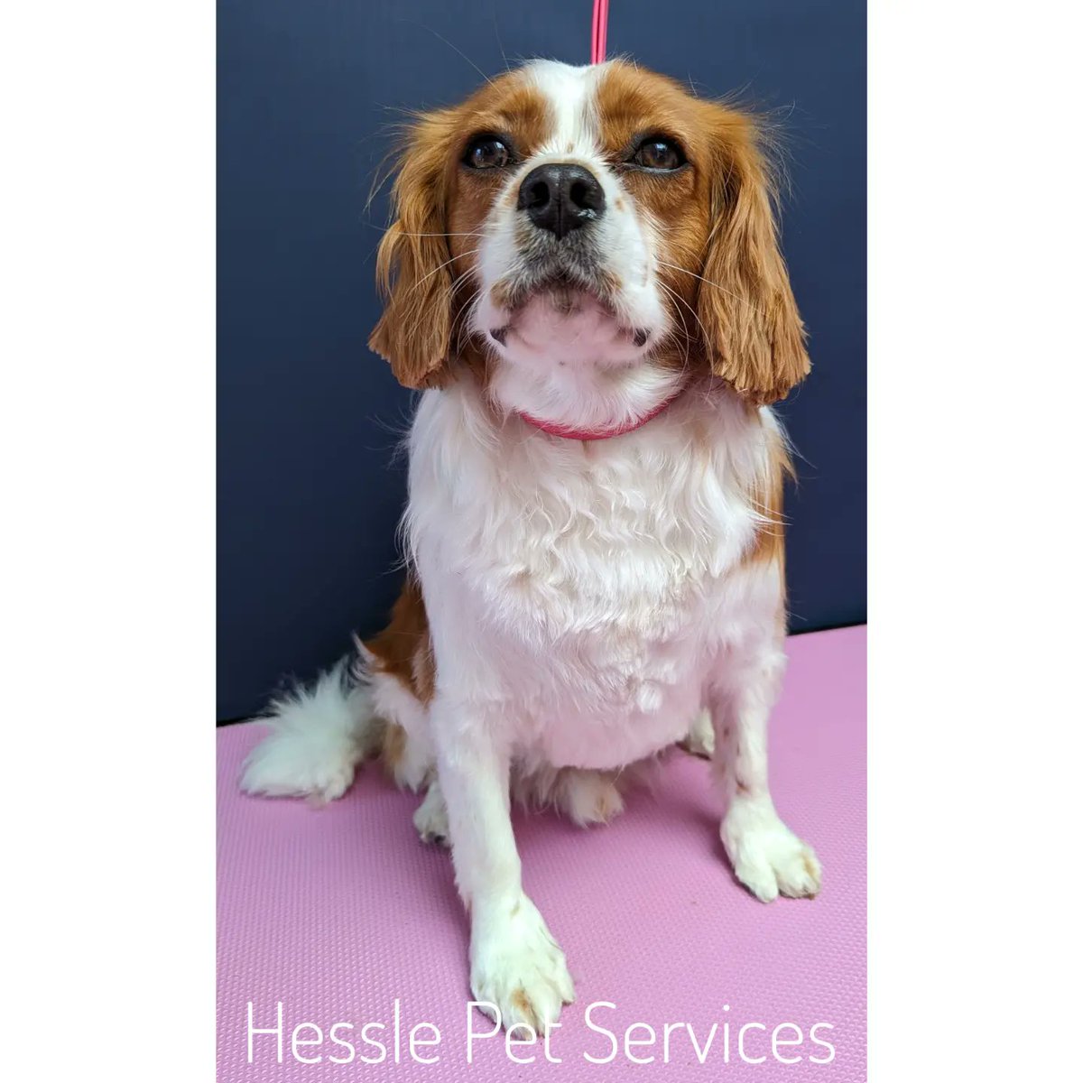 This sweet boy has gone home feeling much fresher and cooler after his groom in my air-conditioned salon 💞
#DogGroomer #Hessle #Cavalier #CavalierKingCharlesSpaniel #Blenheim #CKCS #DogsOfTwitter