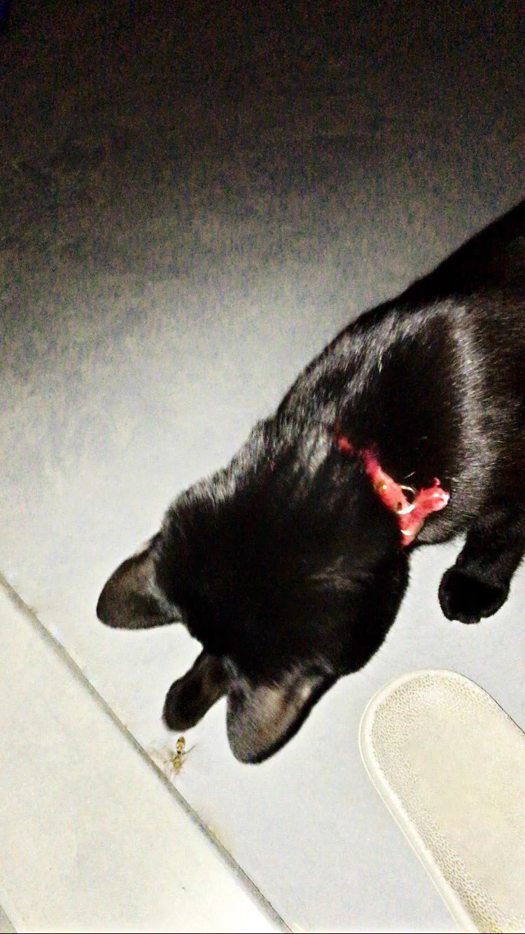 @yusai00 これはくびれがあるのでやっぱりアシナガバチだったのですね😱
猫刺されなくてよかった.....🐝 