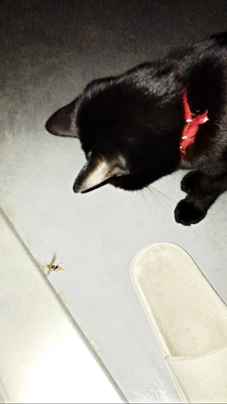 @yusai00 これはくびれがあるのでやっぱりアシナガバチだったのですね😱
猫刺されなくてよかった.....🐝 