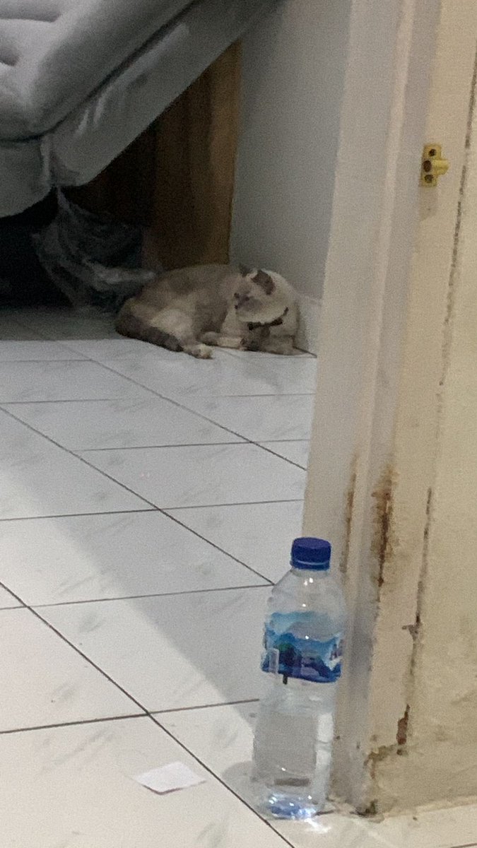 @kochengfs KUCING HILANG‼️‼️‼️

hii maaf oot, kucing kakaku ilang udah 2 hari ga balik ke rumah, namanya chiyo rumahnya di Pekanbaru, dia cuma kucing rumahan, jadi aneh banget dia ga pulang sampe 2 hari😭😭 buat yang liat tolong banget ya bisa dm akuu ada imbalan kok