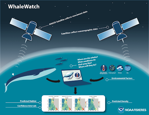 For #NationalOceanMonth learn about WhaleWatch, a @NASA & @NOAAFisheries project, which aims to help reduce human impacts on blue whales by providing information on where whales are likely to occur using @NOAA’s JPSS satellite data.

Check it out, here: bit.ly/3MmnVXu