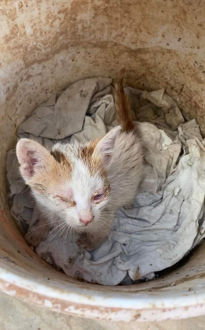 I can no longer afford to take the cats to the veterinarian these days, as the money I receive is only enough to buy food for them. Please, I cannot leave these cats alone. I will bring them to my home so that I can raise some funds to save their lives🙏
paypal.me/catshomeless87