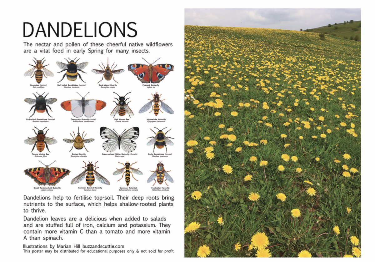 Nice

Her website (buzzandscuttle.com) has some free downloads of her beautiful paintings of insects