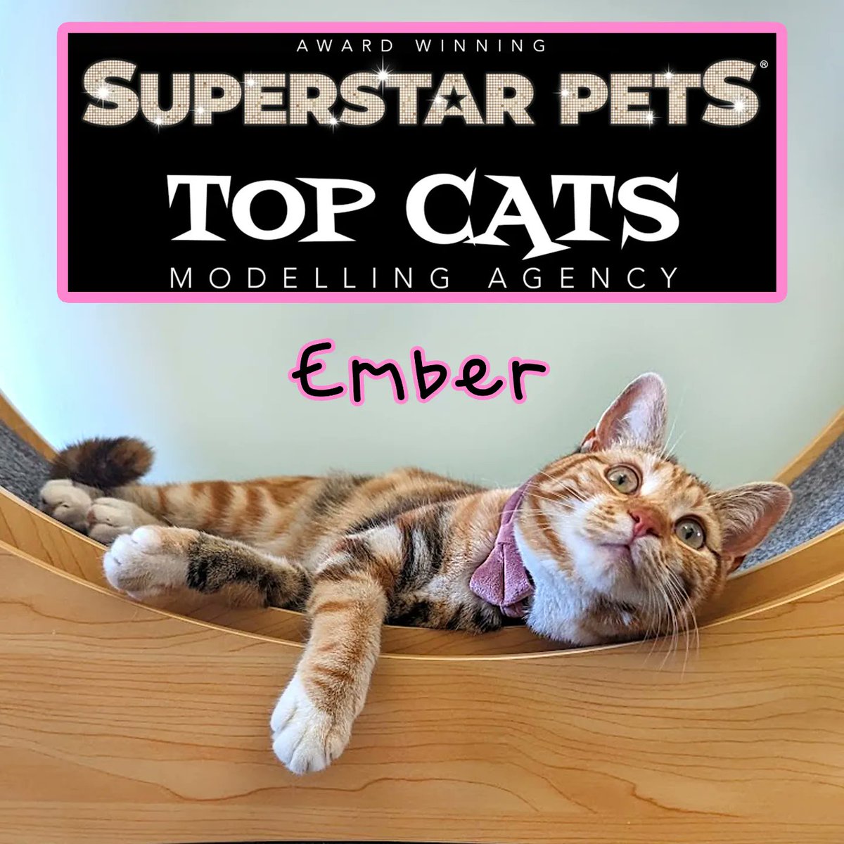 BeansonLoaf's tweet photo. Ok but FUR REAL, Ember (Beans) is now a Top Cat Model for the pawsome @SUPERSTARPETS 😻!!

Go Ems you little beauty!! Anything is pawsible!! ✨

#catmodel #CatsOfTwitter https://t.co/LA9c9mbQ1t