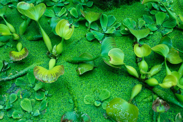 ARE YOU GOOD AT IDENTIFYING PLANTS?! 🌱🌲🌴🌾🌿🌵🌳

I'm looking to recruit people for a PAID opportunity to identify plants from  photos. Please DM for more deets or respond &amp; I'll DM you.

Pls share with anyone who might be interested.