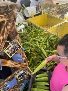 Did you hear about Chandler HS FFA sweet corn is ready for the season?  Of course you did, as they sold out in an hour. They will have more tomorrow morning at 7am. They accept cash and check written out to Chandler FFA.  Way to go Chandler High!!!