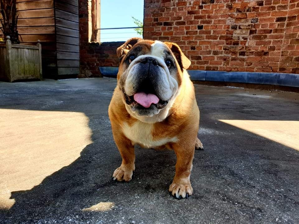 LoveArtglobal's tweet image. FUDGE and I just Finished doing the Interview for @PetsatHome on behalf of @Freshfieldsresc. I HONESTLY can&apos;t wait For YOU to read it. FUDGE and I will be at Freshfields later THIS MONTH for some PHOTOS and the INTERVIEW will go out shortly after 

#LoveForever 💚🐕

#petsathome