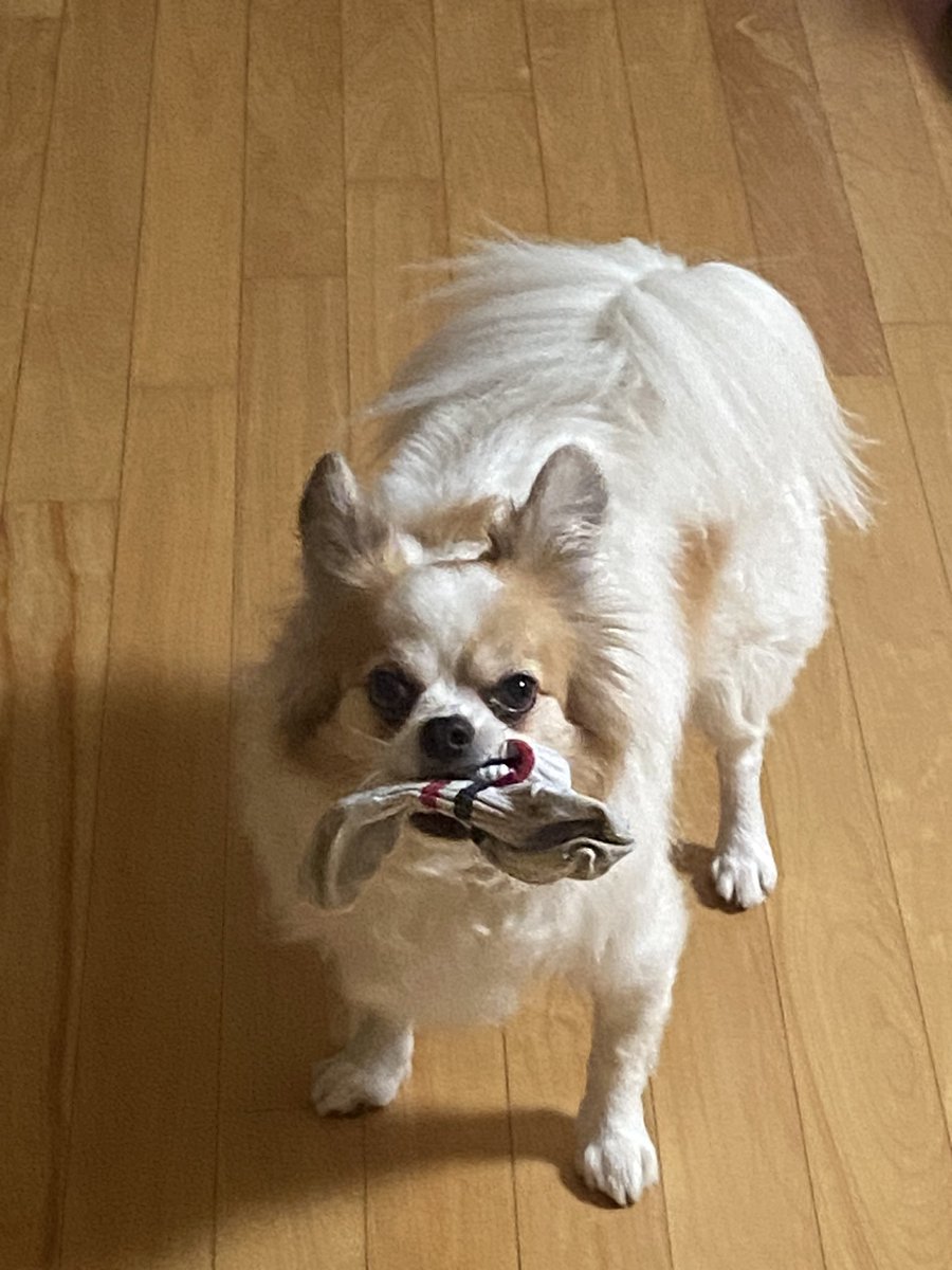 빨래통에서 양말 쇼핑한 보리