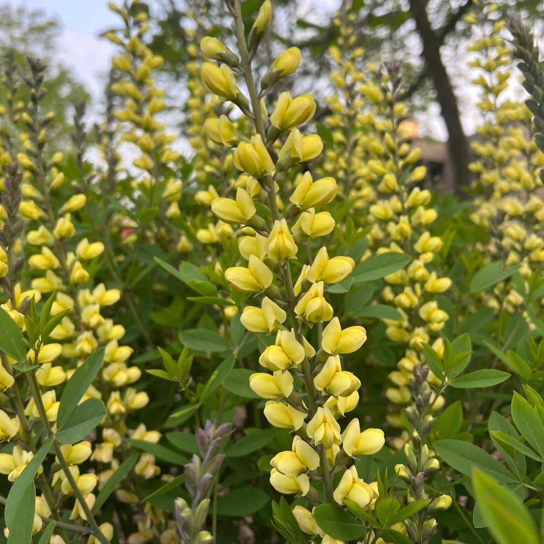 #WhatsBloomingWednesday Baptisia 💐

These upright perennials with lupine-like flowers thrive in a variety of soil conditions. 

A great backdrop plant, there are multiple species of native Baptisia and a plethora of ‘nativars’ to choose from.