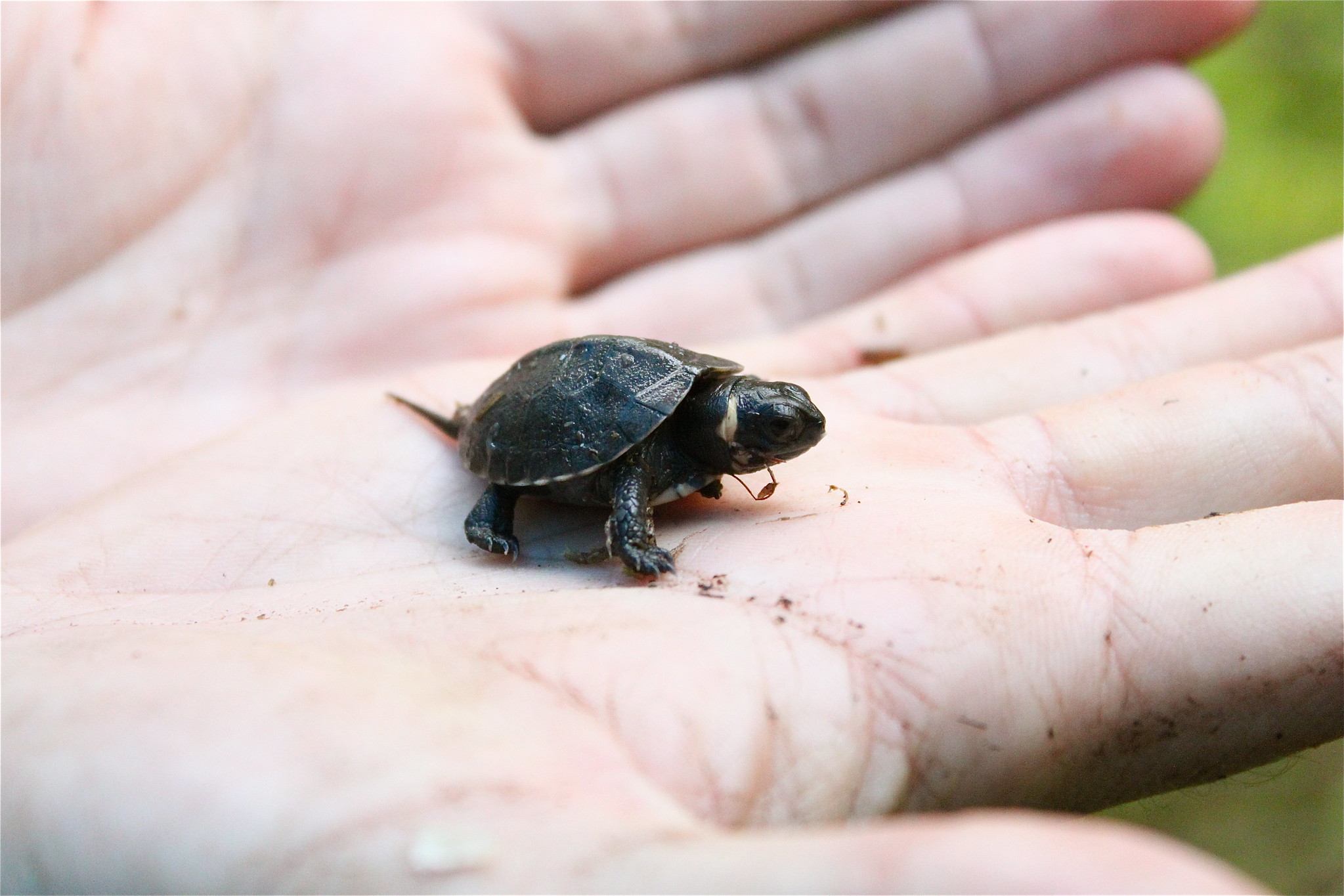 US Fish and Wildlife on X: Tiny turtle alert! 🚨🐢 The bog turtle