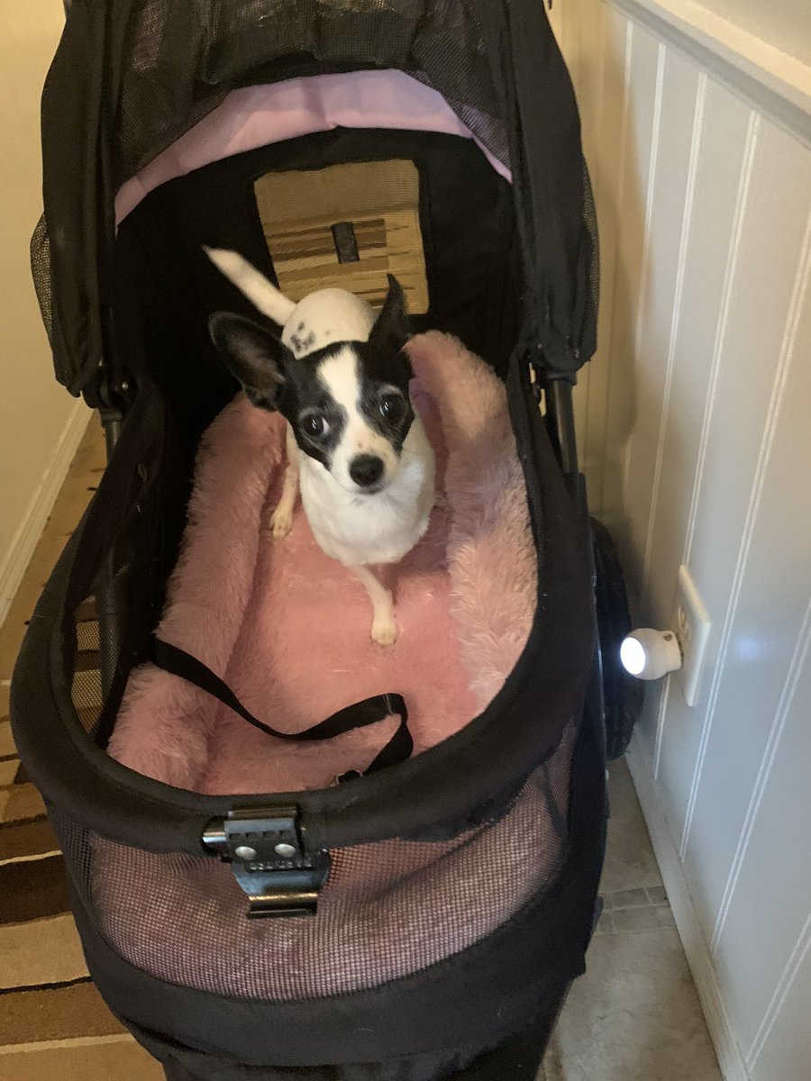 Bye, bye, big stroller! Thanks for all the fun rides. I’ll miss you but I’m glad a little Yorkie who really needs it can enjoy you now. Loviez from me, Princess Di-Di! ❎🅾️❎🅾️💖🐕🐾👑🎀🌹👋🏻😍