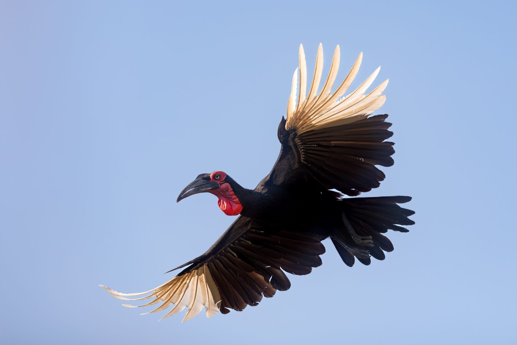 londolozi's tweet photo. The Big 6 of The Sky - https://t.co/xOygF0t9Un

📸: Kyle Gordon

#londolozi #thelondolozieffect #relais #relaischateaux #wildlifeblog #animalblog #naturelovers #luxurysafari #safari #safaristories @relaischateaux https://t.co/7eel3kyUsB