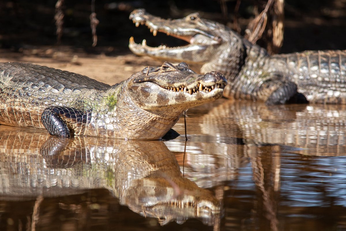 Yacaré Caimán at Pantanal, Brasil.
#caiman #yacare #wildlife #wildlifephotography #nature #animal #river #jungle #safari #pantanal