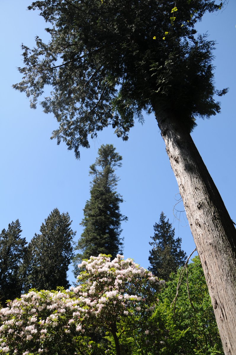 travels_galaxy's tweet photo. 🚩UBC Botanical Gardens, British Columbia, Canada.
#travel #explorebc #vancouver #ubc #myvancouver #botanicalgardens #letsgoadventuring https://t.co/NCP1lN1Ks1