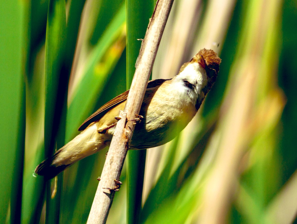 Been trying for a while to get a good shot of a Reed Warbler over Wanstead Park, East London. Finally got there!! ( I think) <a href="/CoLEppingForest/">Epping Forest</a>