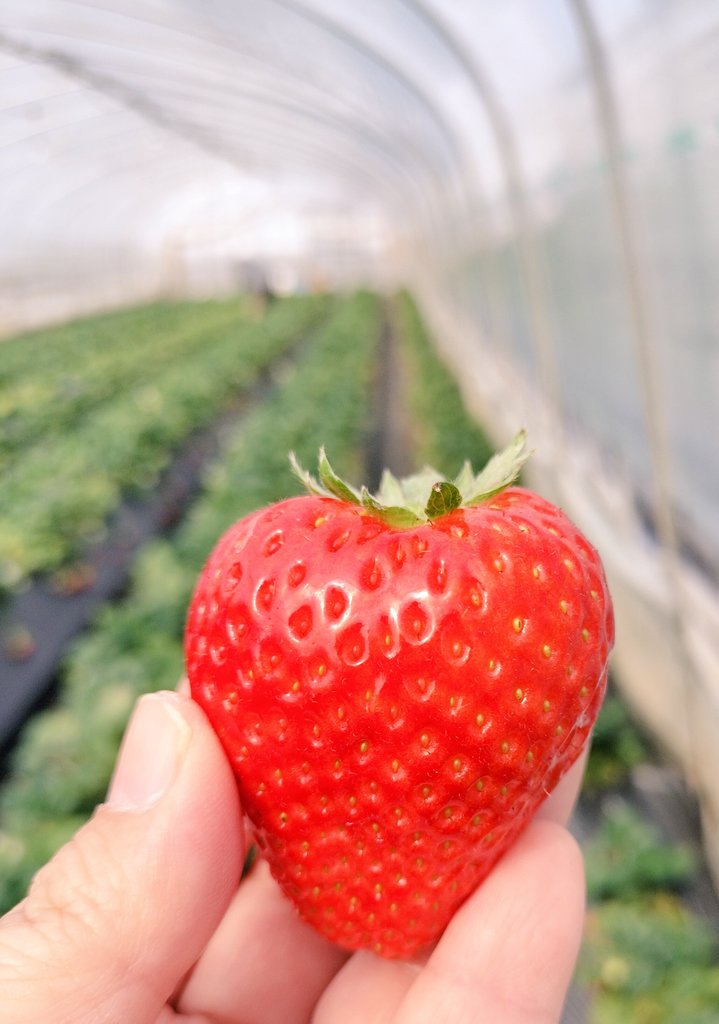 イチゴ🍓
#とちあいか
#ここが好きだよ栃木県
#栃木県民の日 
#栃木県誕生150年