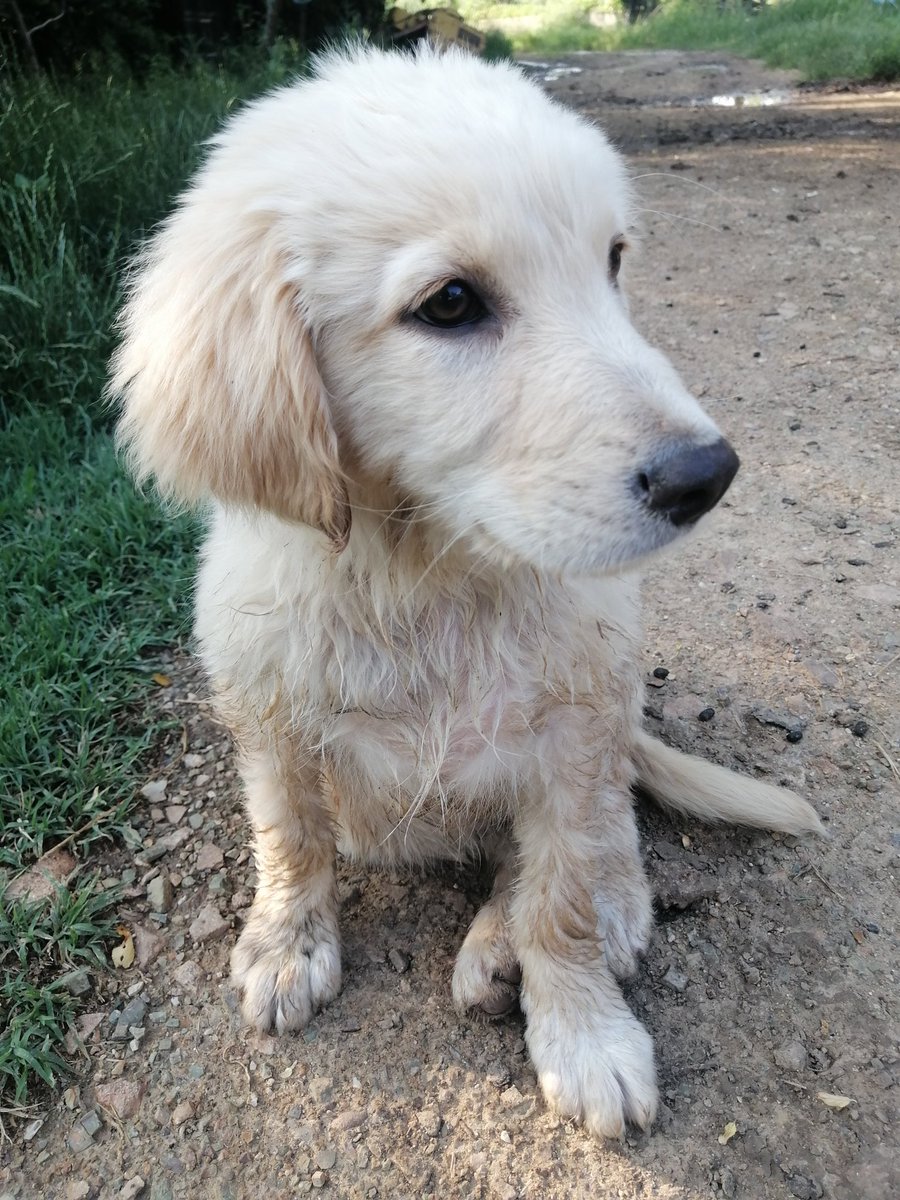 MerveDkbass's tweet photo. Kirlenmek güzel mi değil mi bilemedim.. Neyseki her halimizle çok yakışıklıyız... 🐕🐕🐕
#Günakşamda 🍀🍀🍀
#iyiakşamlar 🌿🌿🌿🌿
#BulutBey ❤️❤️❤️❤️❤️
#gününengüzelsaatleri 😍 https://t.co/UwU4toUVIM