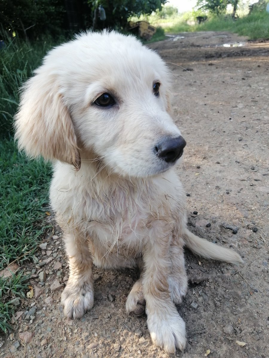 MerveDkbass's tweet photo. Kirlenmek güzel mi değil mi bilemedim.. Neyseki her halimizle çok yakışıklıyız... 🐕🐕🐕
#Günakşamda 🍀🍀🍀
#iyiakşamlar 🌿🌿🌿🌿
#BulutBey ❤️❤️❤️❤️❤️
#gününengüzelsaatleri 😍 https://t.co/UwU4toUVIM
