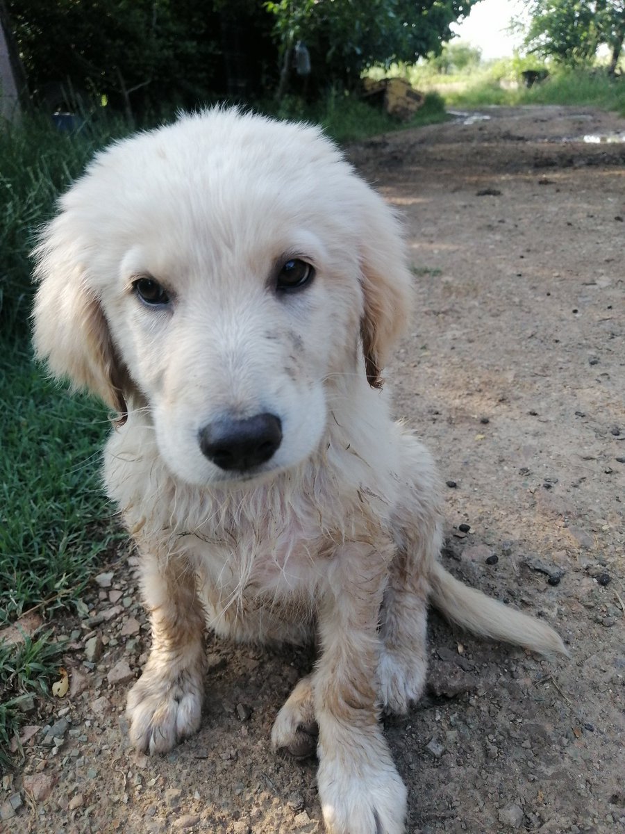MerveDkbass's tweet photo. Kirlenmek güzel mi değil mi bilemedim.. Neyseki her halimizle çok yakışıklıyız... 🐕🐕🐕
#Günakşamda 🍀🍀🍀
#iyiakşamlar 🌿🌿🌿🌿
#BulutBey ❤️❤️❤️❤️❤️
#gününengüzelsaatleri 😍 https://t.co/UwU4toUVIM