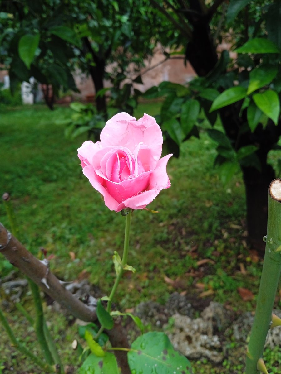 srmcarla's tweet photo. #ore18
#sbocciata
È appena finito il temporale che le ha rovinato il petalo grande, ma lei si apre felice e mi insegna che è sempre possibile dare il meglio di sé ! https://t.co/HnpPmKy2do