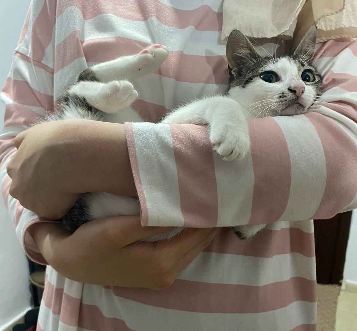 Beni burda bilen biliyor. Yuva aradığım hiçbir çocuk için benden asla sokak kelimesi çıkmadı yine çıkmayacak.Ama gerçekten Kefir'in gidecek yeri yok.Tüm samimiyetimle dünyanın en güzel kedisi Kefir'in ailesini bulabilmem için bir kez daha paylaşım desteği rica ediyorum.

İstanbul