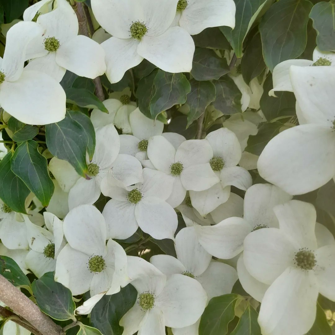 DuirDesign's tweet photo. I'm delighted that the enchanting Cornus kousa 'China Girl', which gracefully stole the spotlight at our Bloom show garden, has discovered its permanent sanctuary. It has gracefully settled into its final spot in my parents' garden, radiating beauty and serenity. 

#bordbiabloom https://t.co/ZwVdUnlqFZ