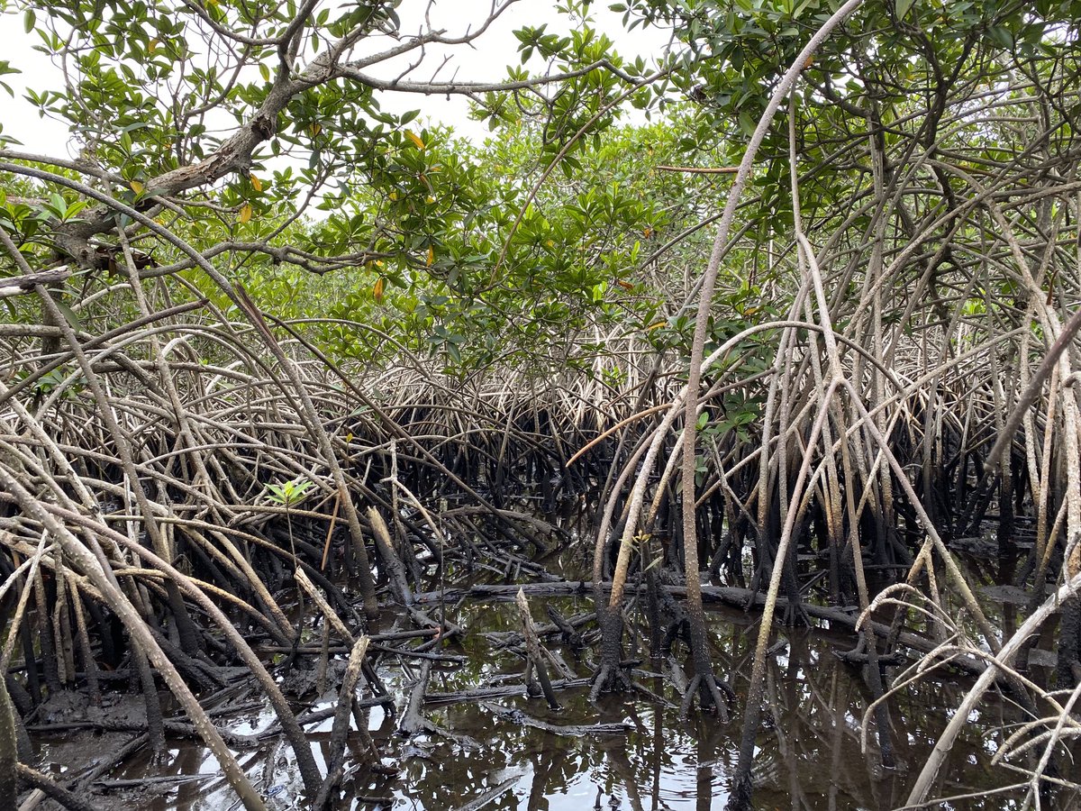 pascalboeckx's tweet image. Reconnaissance field work at Parc Marin des Magroves, #DRC with #ICCN. Trying (!) to understand carbon dynamics of this wonderful ecosystem is one of the objectives of Elie Ngembo’s joint PhD: #UGENT , #ERAIFT , and #ULg .