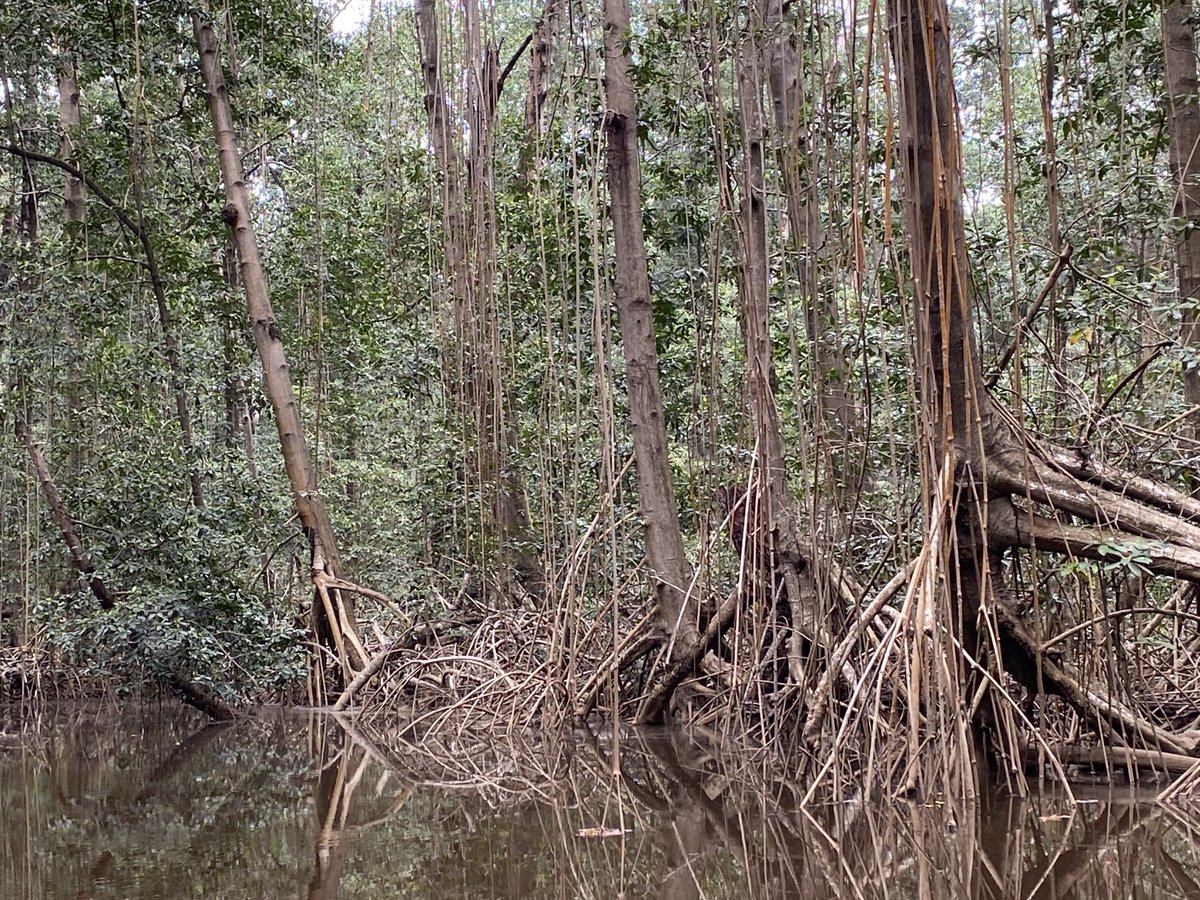 pascalboeckx's tweet image. Reconnaissance field work at Parc Marin des Magroves, #DRC with #ICCN. Trying (!) to understand carbon dynamics of this wonderful ecosystem is one of the objectives of Elie Ngembo’s joint PhD: #UGENT , #ERAIFT , and #ULg .