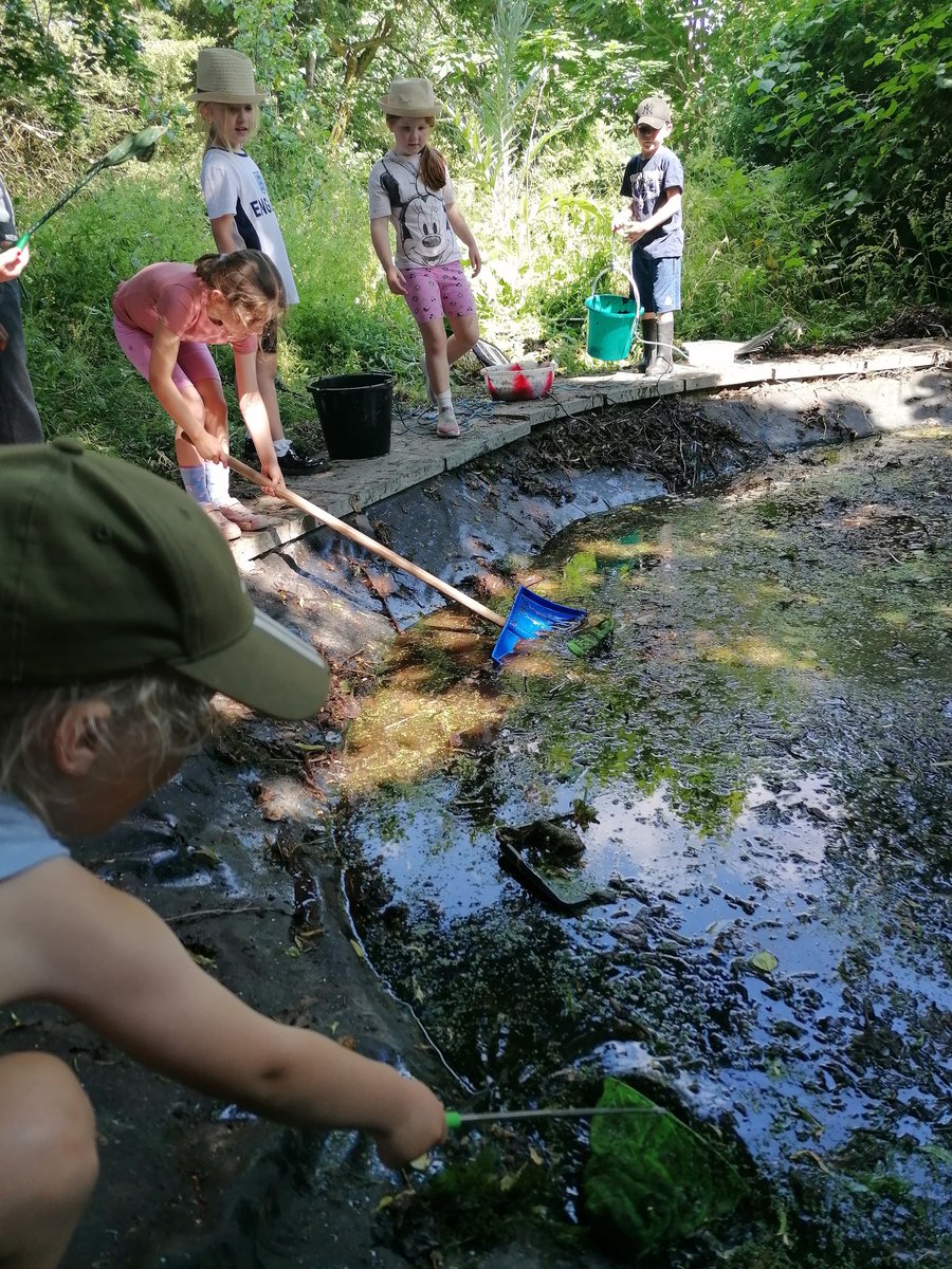 MapleCrossFore1's tweet photo. @MapleCrossJMI Today in Forest club the children were so excited to find a frog in the pond.
#outsideclassroom #ponddipping https://t.co/y8znaXrAXW