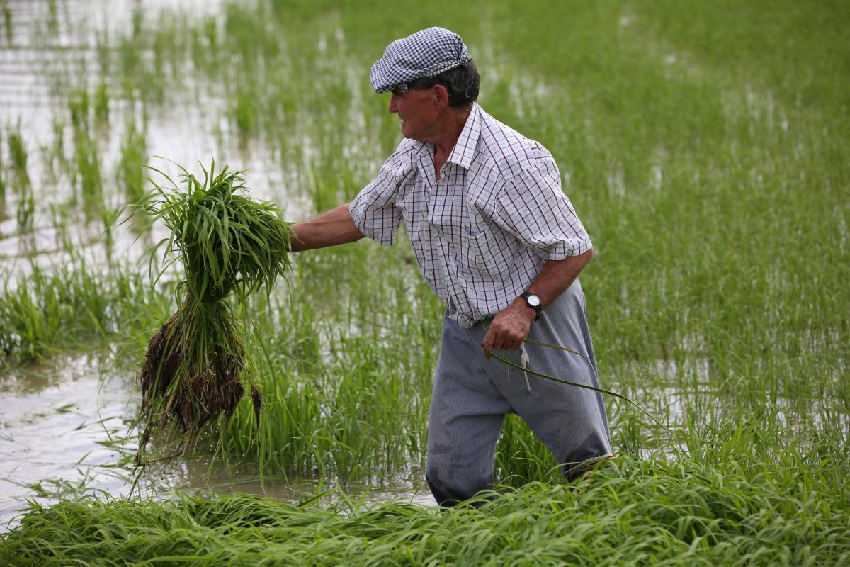 Vine a les Festa de la Plantada 2023 dlvr.it/SqgXcG