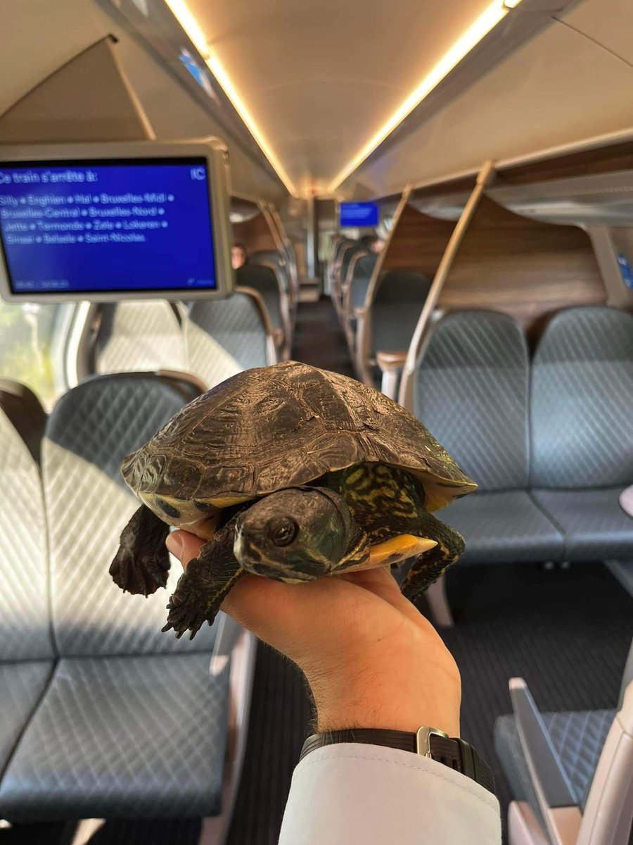 Encore un sauvetage insolite aujourd'hui. Décidément, les animaux exotiques aiment le rail... Merci à l'accompagnateur du train d'avoir eu le bon réflexe. <a href="/SNCB/">SNCB</a>

Photos de Als Spdr via Facebook