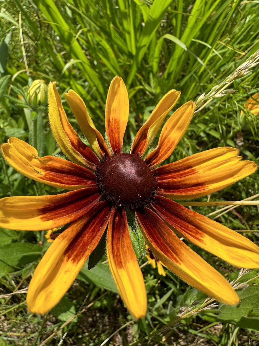 DouglasCurley's tweet photo. Today’s treasure! #trailrunning https://t.co/PyGyoTW7Es