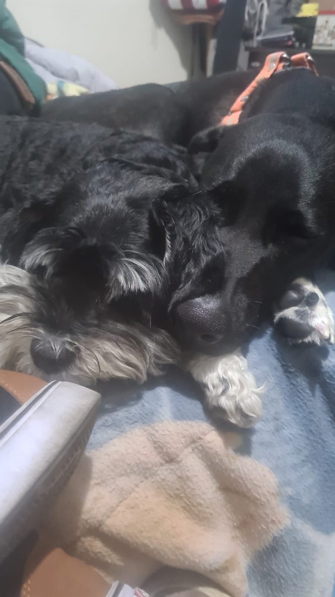 SALVANDO4AL1OO's tweet image. Y qué tal #Doby con uno de sus hermanos? ❤️