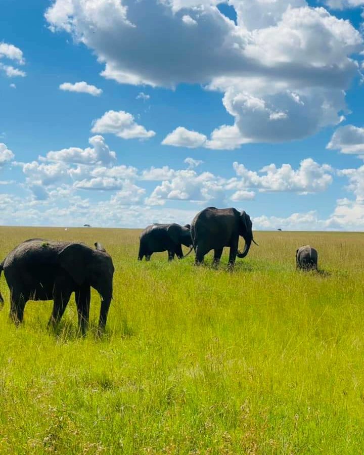ReddintonEx's tweet photo. The Maasai Mara is calling you to experience the safari of a lifetime!
Book now
0726758109/0782372222
info@reddintonexpeditions.co.ke
#maasaimara #travel #safari #africanexperience #explorekenya #kamenegoro #nature #wildlife #luxurysafari #azimiomps #FinanceBill2023 https://t.co/P2ZoWDPR9k