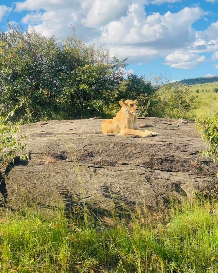 ReddintonEx's tweet photo. The Maasai Mara is calling you to experience the safari of a lifetime!
Book now
0726758109/0782372222
info@reddintonexpeditions.co.ke
#maasaimara #travel #safari #africanexperience #explorekenya #kamenegoro #nature #wildlife #luxurysafari #azimiomps #FinanceBill2023 https://t.co/P2ZoWDPR9k