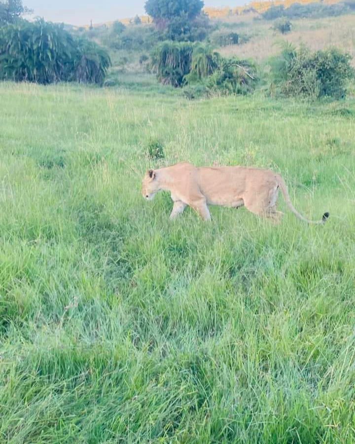 ReddintonEx's tweet photo. The Maasai Mara is calling you to experience the safari of a lifetime!
Book now
0726758109/0782372222
info@reddintonexpeditions.co.ke
#maasaimara #travel #safari #africanexperience #explorekenya #kamenegoro #nature #wildlife #luxurysafari #azimiomps #FinanceBill2023 https://t.co/P2ZoWDPR9k