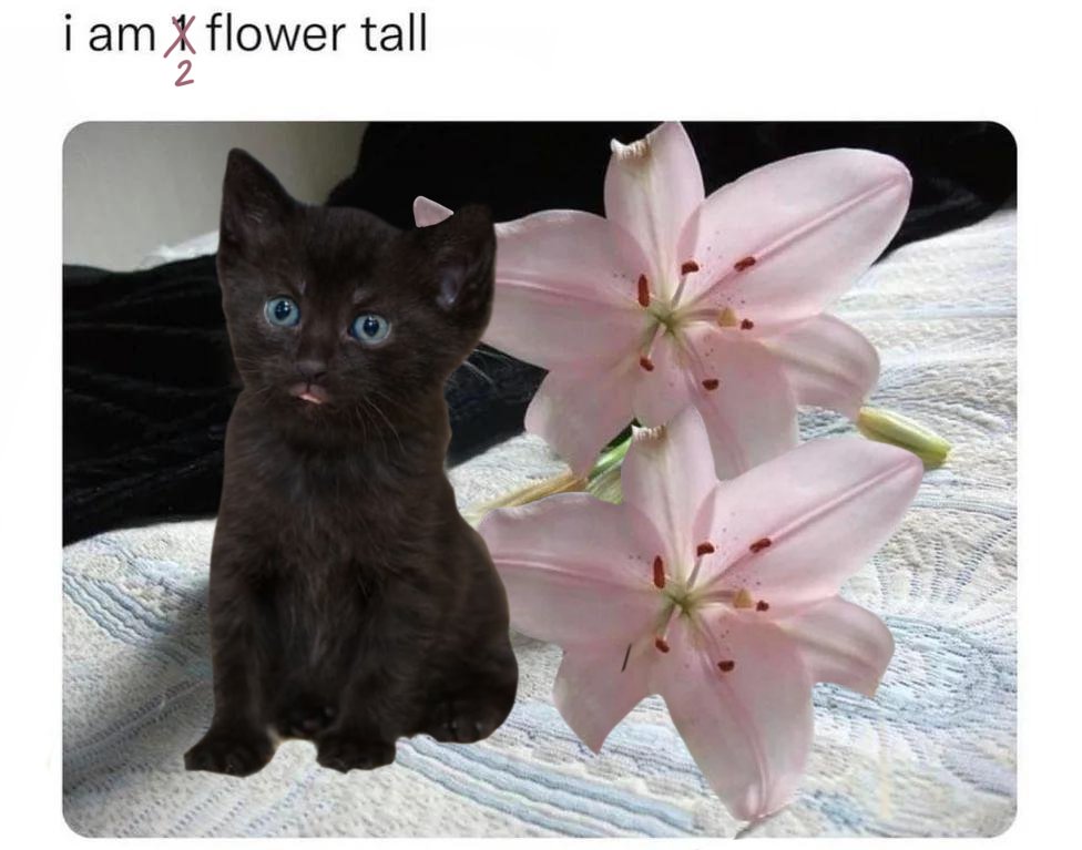 Ayonei_'s tweet photo. @cookingmdma Teeny tiny aaaahh.
Then, this u? : https://t.co/qLPhjTIpHe