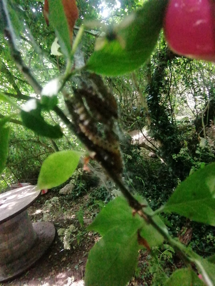 MapleCrossFore1's tweet photo. @MapleCrossJMI in Forest School today we disscovered a caterpillar nest and watched them cascade down to the ground. It was amazing!
#outsideclassroom #Butterflies  #miracleoftheNaturalWorld https://t.co/rGhK6937mT