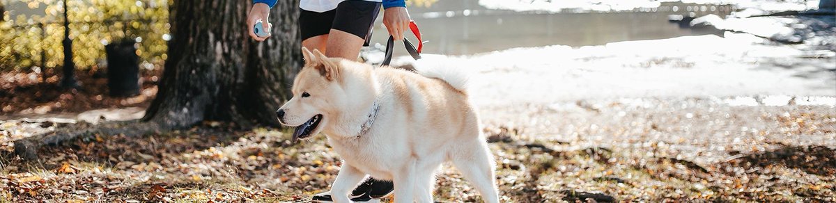 6 Ways to Help Get Your Dog in Shape dlvr.it/SqgYk8