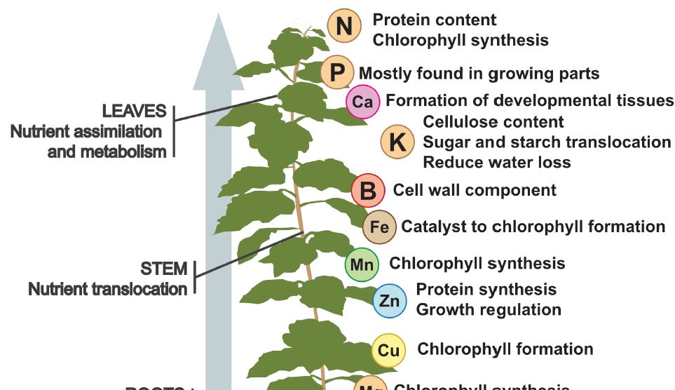PlantPhys's tweet photo. TOPICAL REVIEW:  Monitoring nutrients in plants with genetically encoded sensors: Achievements and perspectives https://t.co/XuVzOHPvaO @MayuriSadoine @ASPB #PlantSci https://t.co/nvyxtgAeW8
