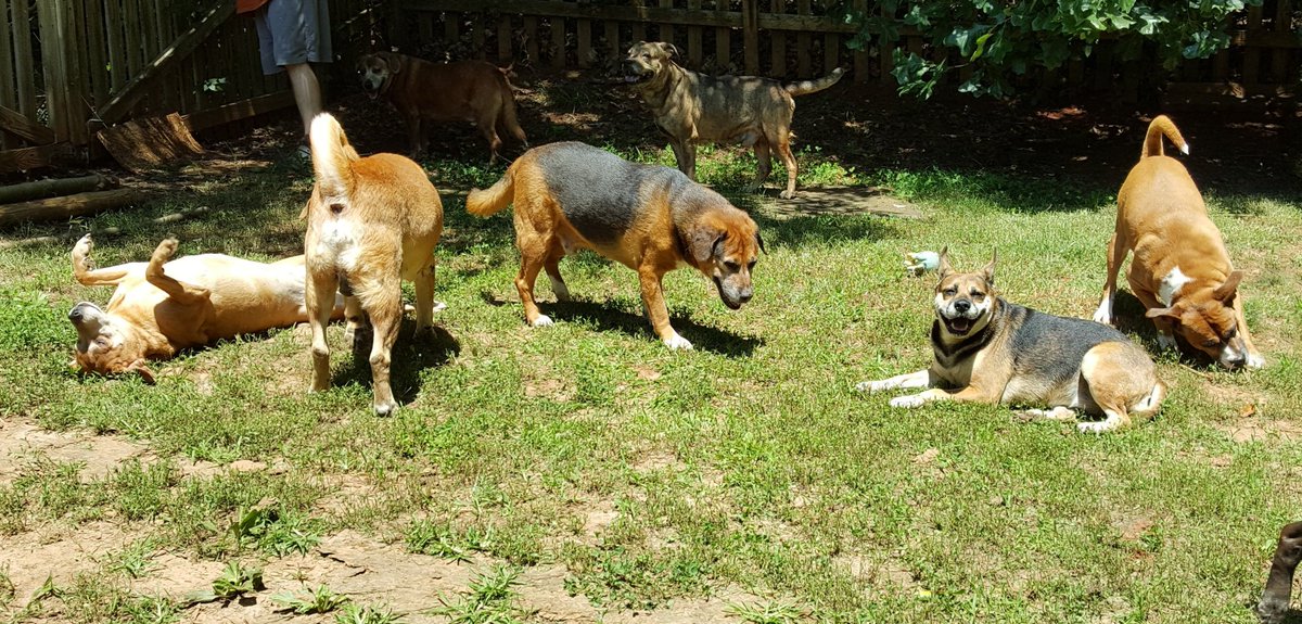 Today in 2018 #WaybackWednesday

🐾 🌈Hooch, 🌈Cymba, 🌈Spock, Posey, 🌈Speedy & 🌈Kane (left to right)

#DogsOfTwitter #RescueDogs #SeniorDogs #curecaninecancer