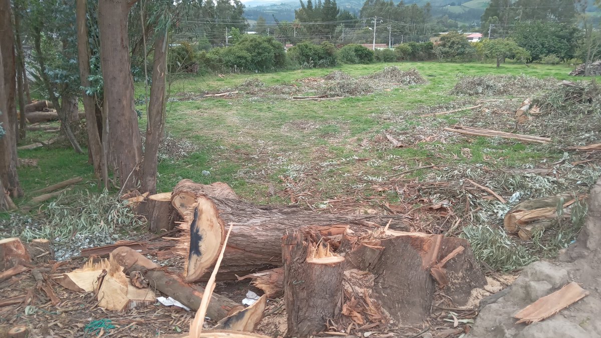 chavelai's tweet photo. @ObrasQuito @amcquito @ambientequito Están talando arboles en la Calle Los Manzanos. https://t.co/LHGEXBHK9I https://t.co/WBPB6LuE2R