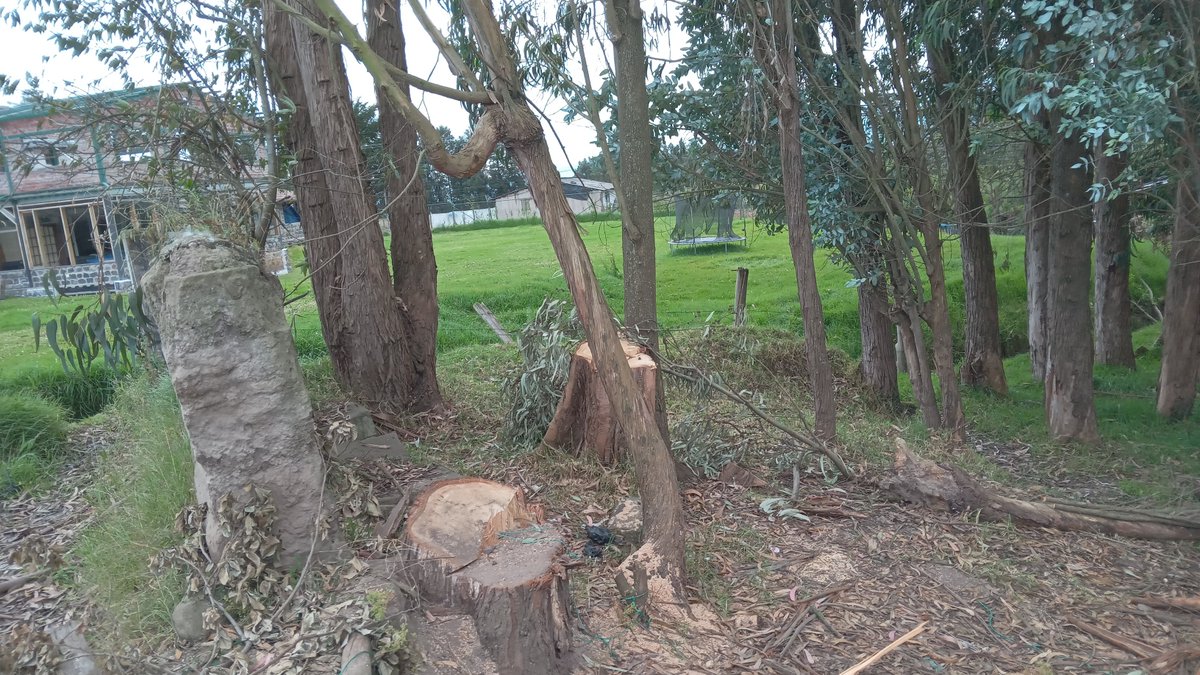chavelai's tweet photo. @ObrasQuito @amcquito @ambientequito Están talando arboles en la Calle Los Manzanos. https://t.co/LHGEXBHK9I https://t.co/WBPB6LuE2R