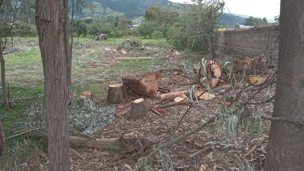 chavelai's tweet photo. @ObrasQuito @amcquito @ambientequito Están talando arboles en la Calle Los Manzanos. https://t.co/LHGEXBHK9I https://t.co/WBPB6LuE2R