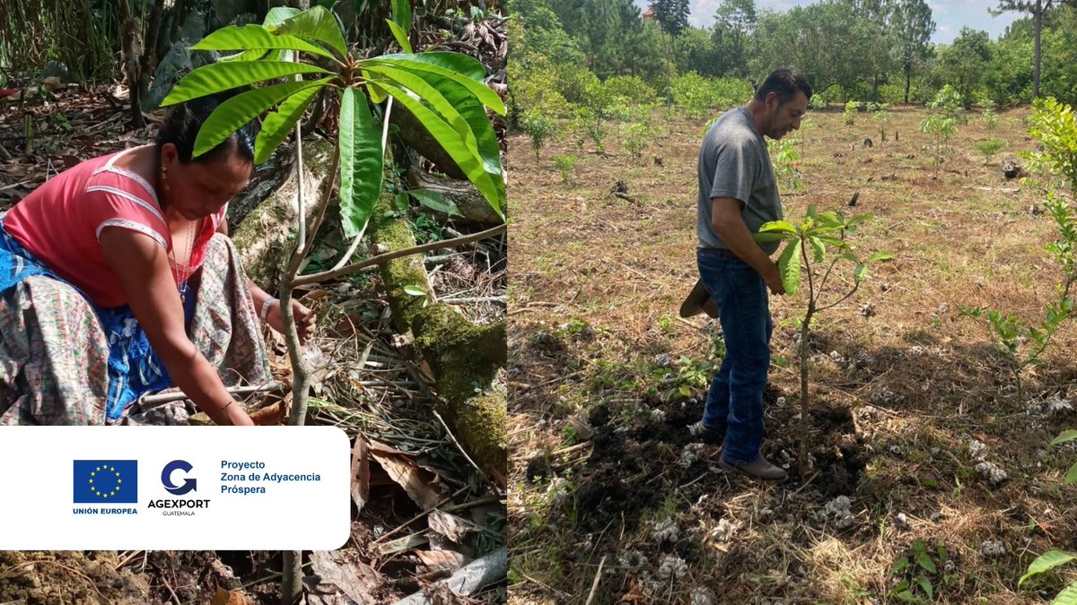 ZapProyecto's tweet photo. Personas agricultoras de los municipios de San Luis, Dolores y Poptún, en Petén, inician la siembra de plantas de nance y zapote, las cuales fueron brindadas como parte de las acciones del #ProyectoZAP, financiado por la @UEGuatemala e implementado por @AGEXPORTGT ✅ https://t.co/ddlIjxyGMB